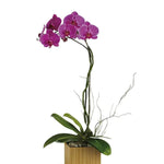 Orchid Plant